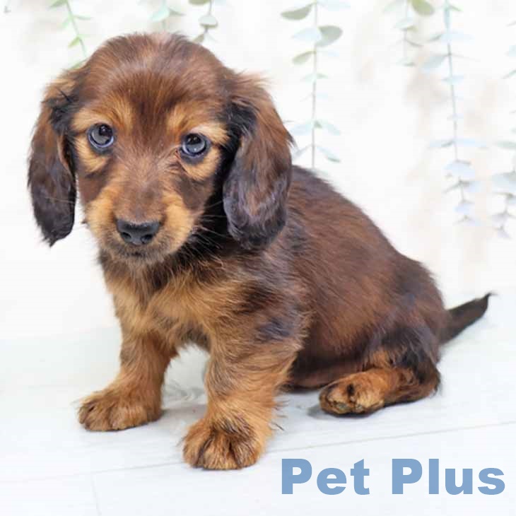 京都府のミニチュアダックスフンド(ロング) (ペットプラス 京都桂川店/2025年11月4日生まれ/男の子/レッド)の子犬の2枚目の画像