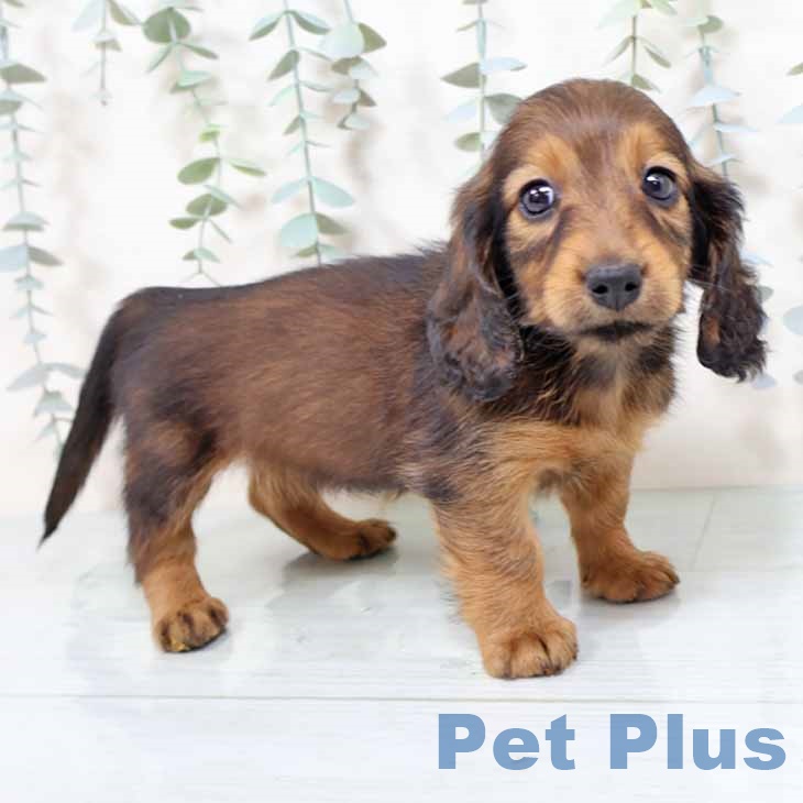 京都府のミニチュアダックスフンド(ロング) (ペットプラス 京都桂川店/2025年11月4日生まれ/女の子/レッド)の子犬の1枚目の画像