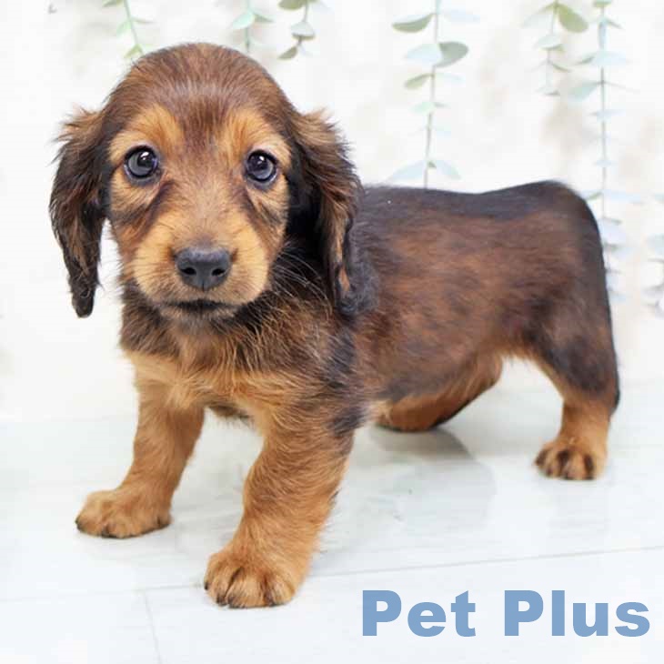 京都府のミニチュアダックスフンド(ロング) (ペットプラス 京都桂川店/2025年11月4日生まれ/女の子/レッド)の子犬の2枚目の画像