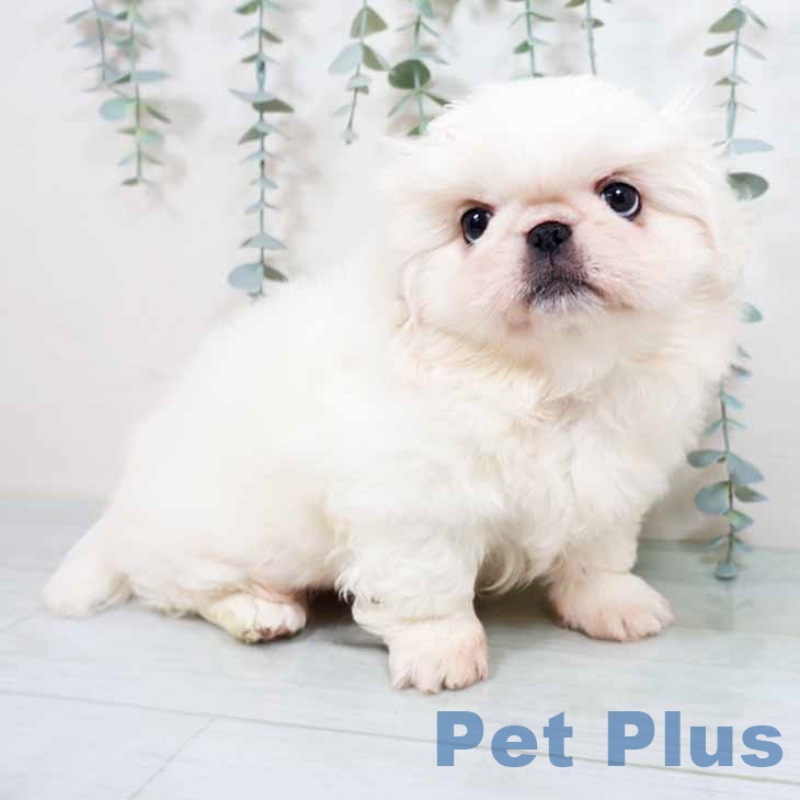 兵庫県のペキニーズ (ペットプラス 神戸三宮店/2025年11月3日生まれ/男の子/ホワイト)の子犬の1枚目の画像