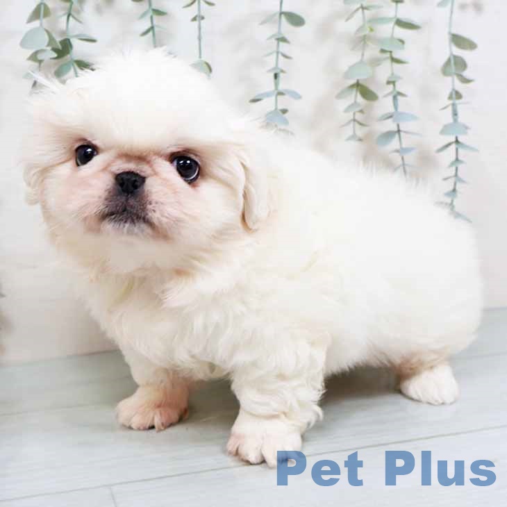 兵庫県のペキニーズ (ペットプラス 神戸三宮店/2025年11月3日生まれ/男の子/ホワイト)の子犬の2枚目の画像