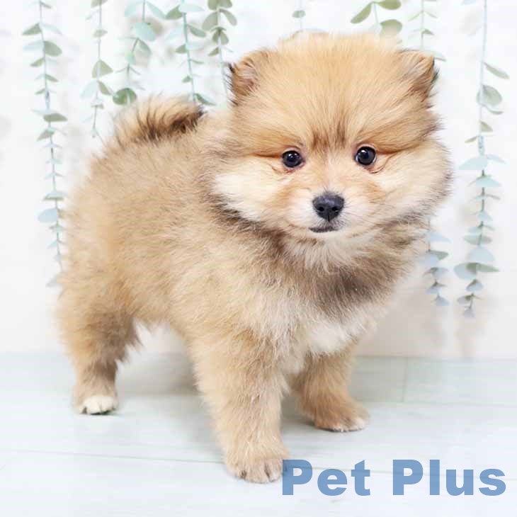 大阪府のポメラニアン (ペットプラス 鶴見店/2025年11月2日生まれ/男の子/オレンジセーブル)の子犬の1枚目の画像