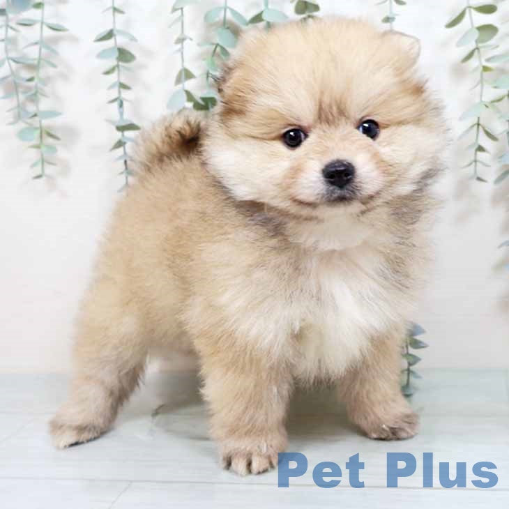 京都府のポメラニアン (ペットプラス 醍醐店/2025年11月2日生まれ/女の子/ウルフセーブル)の子犬の1枚目の画像