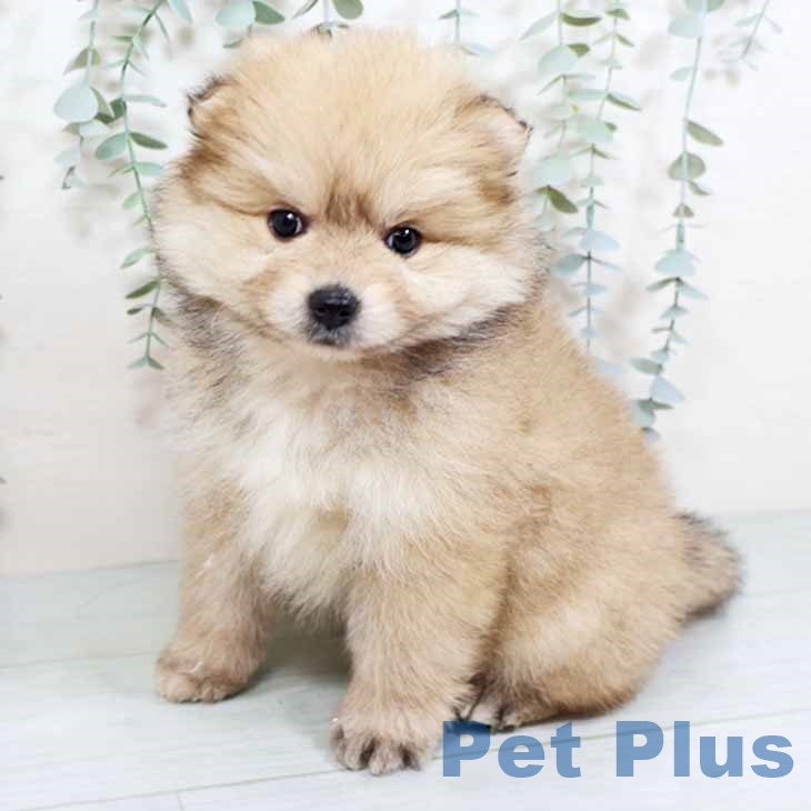 京都府のポメラニアン (ペットプラス 醍醐店/2025年11月2日生まれ/女の子/ウルフセーブル)の子犬の2枚目の画像
