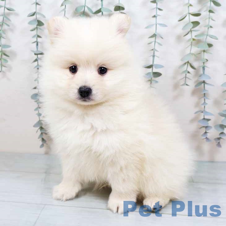 大阪府のポメラニアン (ペットプラス 堺北花田店/2025年10月31日生まれ/男の子/クリーム)の子犬の1枚目の画像