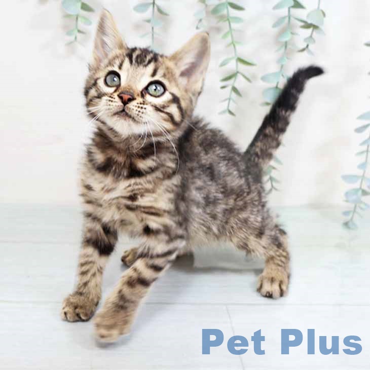 大阪府のベンガル (ペットプラス イオン大日店/2025年10月23日生まれ/男の子/ブラウンスポットタビー)の子猫の1枚目の画像