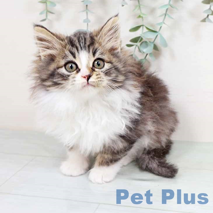 新潟県のノルウェージャンフォレストキャット (ペットプラス 新潟南店/2025年10月12日生まれ/女の子/ブラウンタビーホワイト)の子猫の1枚目の画像