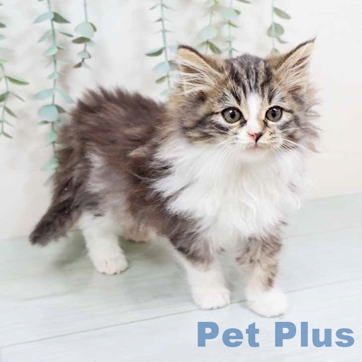新潟県のノルウェージャンフォレストキャット (ペットプラス 新潟南店/2025年10月12日生まれ/女の子/ブラウンタビーホワイト)の子猫の2枚目の画像