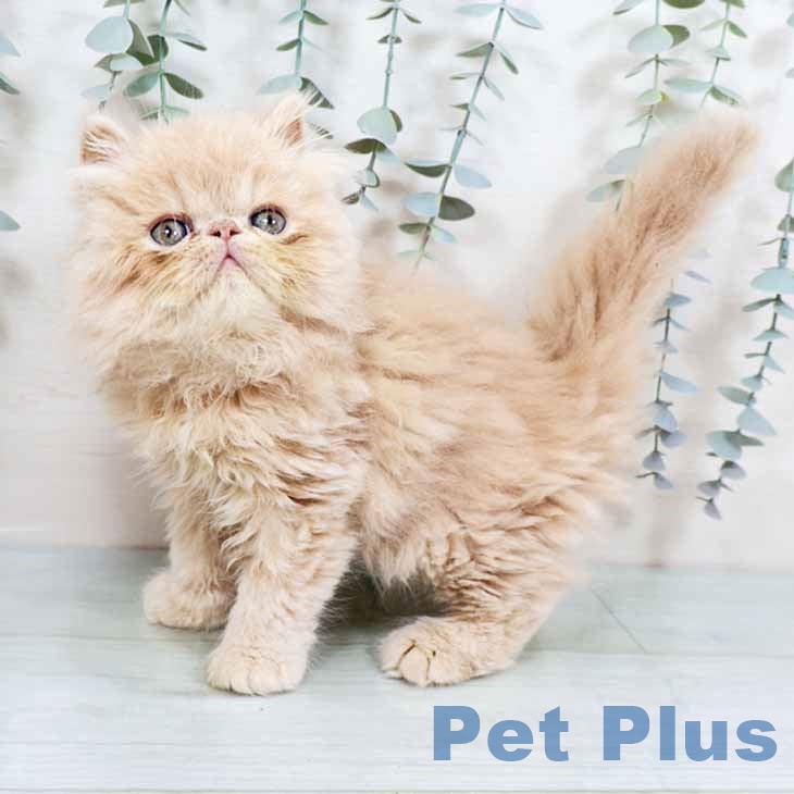 兵庫県のエキゾチック (ペットプラス 神戸三宮店/2025年11月7日生まれ/男の子/クリームタビー)の子猫の1枚目の画像