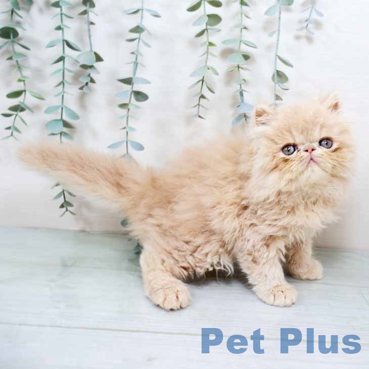 兵庫県のエキゾチック (ペットプラス 神戸三宮店/2025年11月7日生まれ/男の子/クリームタビー)の子猫の2枚目の画像