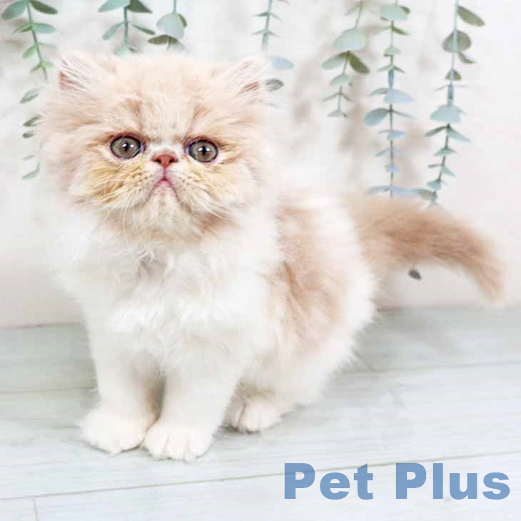 京都府のエキゾチック (ペットプラス 京都桂川店/2025年11月7日生まれ/男の子/クリームタビーホワイト)の子猫の1枚目の画像