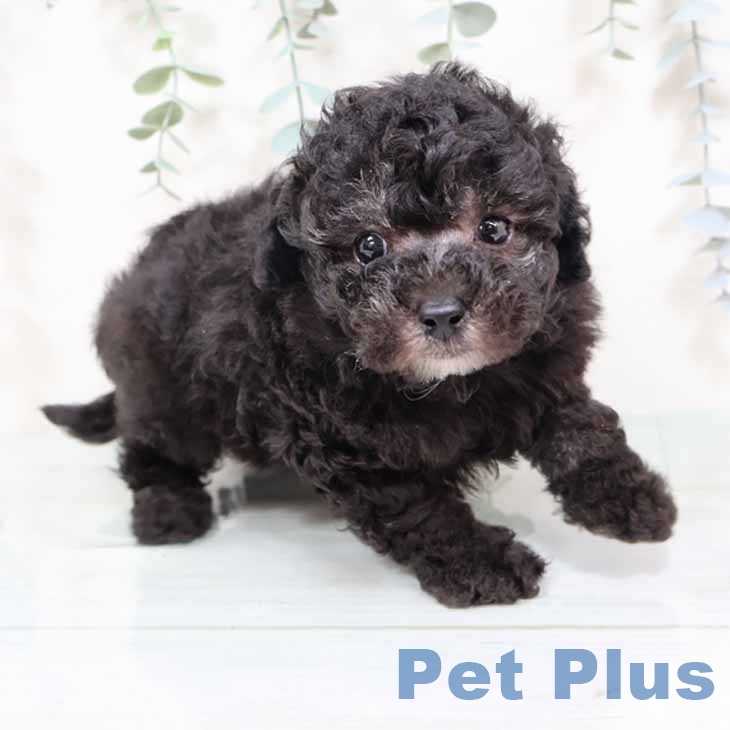 新潟県のトイプードル(トイ) (ペットプラス 新潟南店/2025年11月4日生まれ/男の子/シルバー)の子犬の1枚目の画像