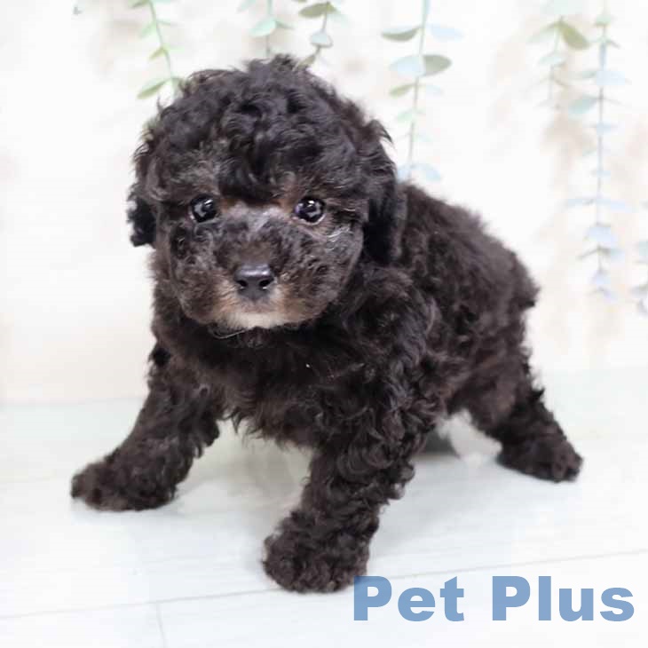 新潟県のトイプードル(トイ) (ペットプラス 新潟南店/2025年11月4日生まれ/男の子/シルバー)の子犬の2枚目の画像