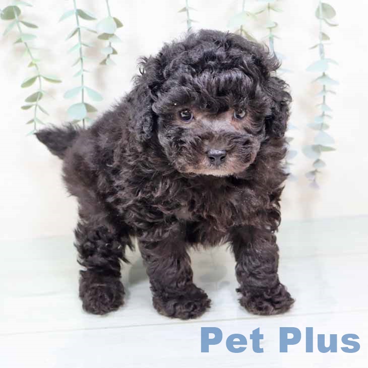 兵庫県のトイプードル(トイ) (ペットプラス 神戸三宮店/2025年11月4日生まれ/男の子/シルバー)の子犬の1枚目の画像