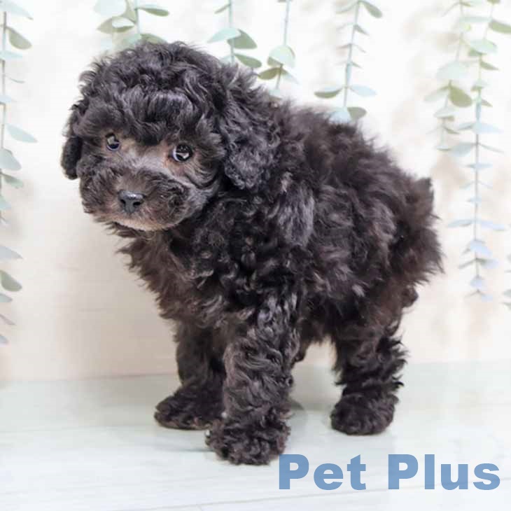 兵庫県のトイプードル(トイ) (ペットプラス 神戸三宮店/2025年11月4日生まれ/男の子/シルバー)の子犬の2枚目の画像