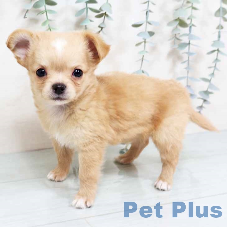 奈良県のチワワ(ロング) (ペットプラス 大和郡山店/2025年11月7日生まれ/男の子/レッドホワイト)の子犬の1枚目の画像