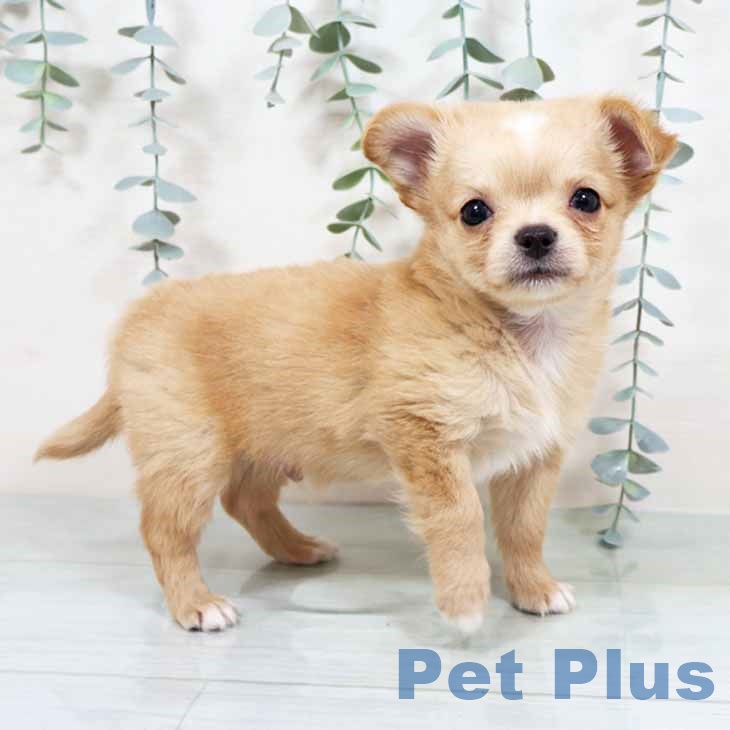 奈良県のチワワ(ロング) (ペットプラス 大和郡山店/2025年11月7日生まれ/男の子/レッドホワイト)の子犬の2枚目の画像