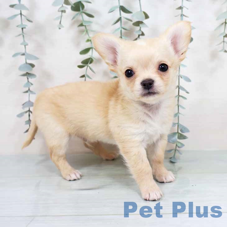 大阪府のチワワ(ロング) (ペットプラス りんくう泉南店/2025年11月7日生まれ/男の子/クリームホワイト)の子犬の1枚目の画像