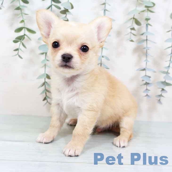 大阪府のチワワ(ロング) (ペットプラス りんくう泉南店/2025年11月7日生まれ/男の子/クリームホワイト)の子犬の2枚目の画像