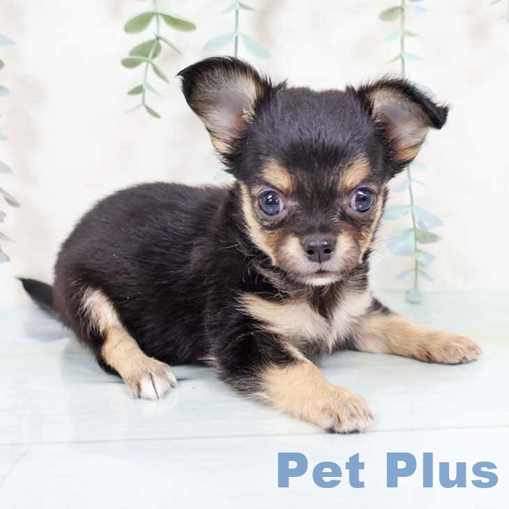 大阪府のチワワ(ロング) (ペットプラス りんくう泉南店/2025年11月7日生まれ/女の子/ブラックタンホワイト)の子犬の1枚目の画像