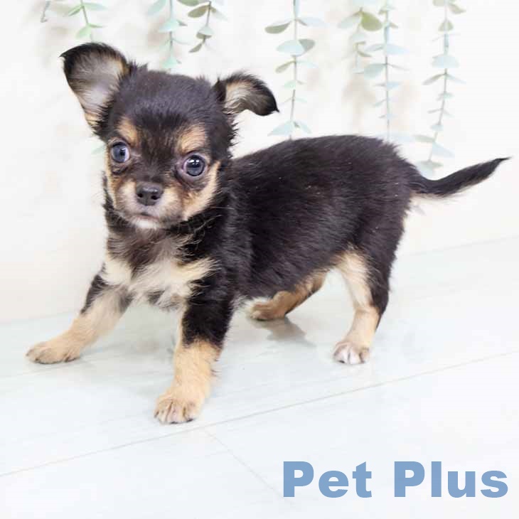 大阪府のチワワ(ロング) (ペットプラス りんくう泉南店/2025年11月7日生まれ/女の子/ブラックタンホワイト)の子犬の2枚目の画像