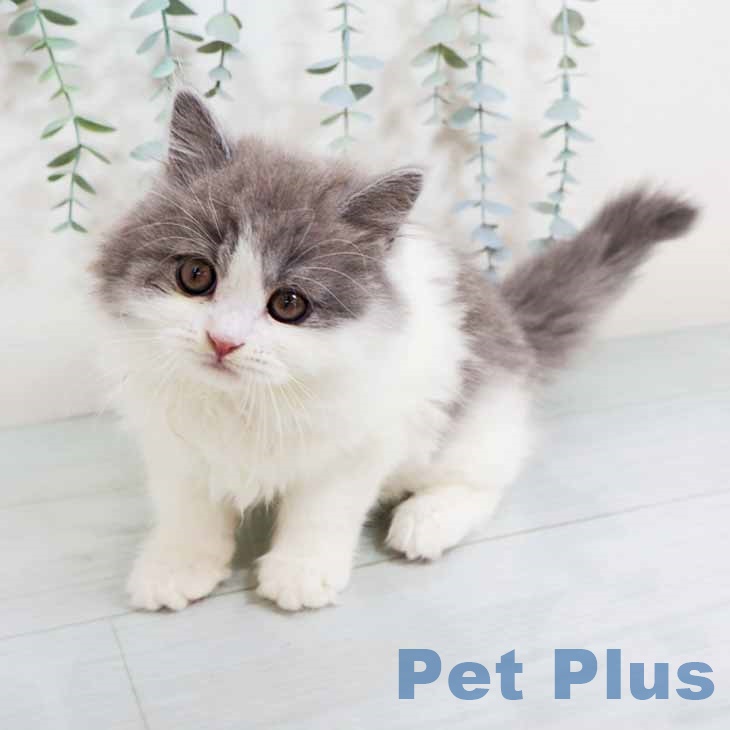 大阪府のブリティッシュロングヘアー (ペットプラス りんくう泉南店/2025年10月22日生まれ/男の子/ブルーホワイト)の子猫の1枚目の画像