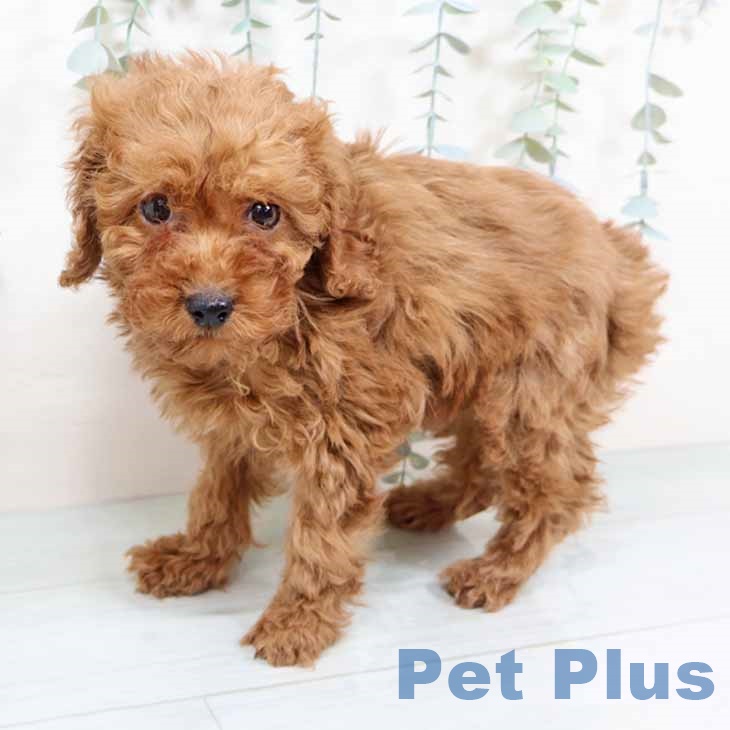 京都府のトイプードル(トイ) (ペットプラス 醍醐店/2025年11月6日生まれ/女の子/レッドフォーン)の子犬の2枚目の画像