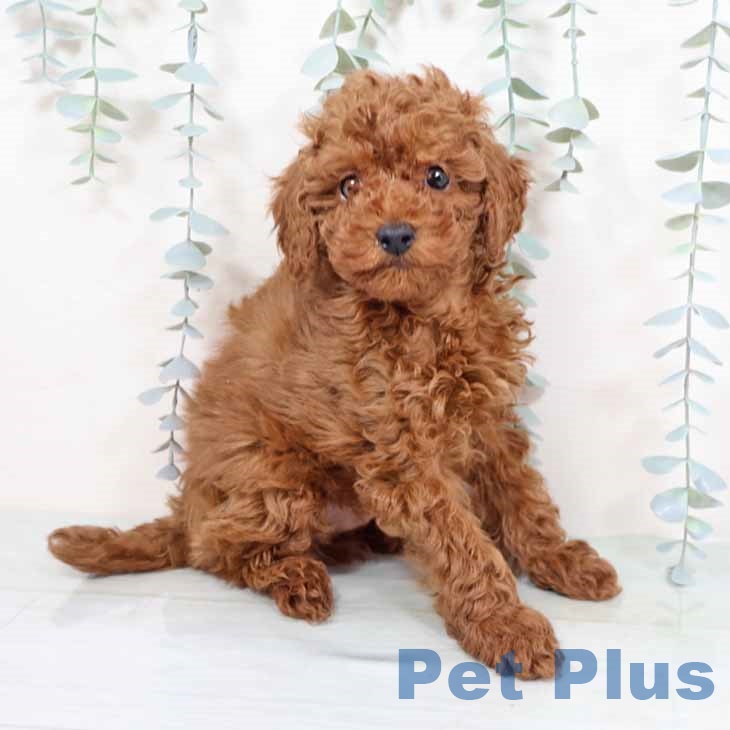 大阪府のトイプードル(トイ) (ペットプラス ららぽーと和泉店/2025年11月6日生まれ/男の子/レッドフォーン)の子犬の1枚目の画像