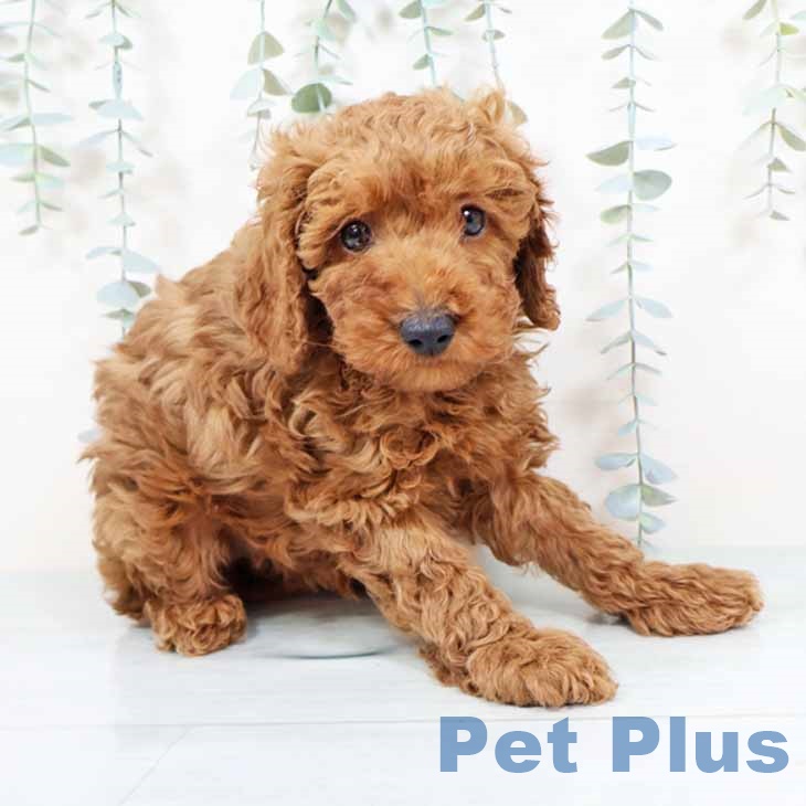 新潟県のトイプードル(トイ) (ペットプラス 新潟南店/2025年11月6日生まれ/男の子/レッドフォーン)の子犬の1枚目の画像