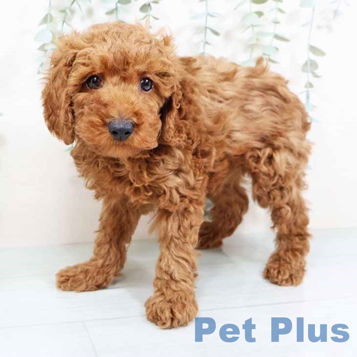 新潟県のトイプードル(トイ) (ペットプラス 新潟南店/2025年11月6日生まれ/男の子/レッドフォーン)の子犬の2枚目の画像