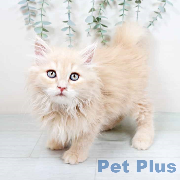 大阪府のサイベリアン (ペットプラス イオン大日店/2025年10月23日生まれ/男の子/クリームタビー)の子猫の1枚目の画像