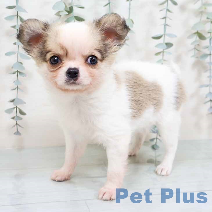 大阪府のチワワ(ロング) (ペットプラス ららぽーと和泉店/2025年11月7日生まれ/男の子/ホワイトフォーン)の子犬の1枚目の画像