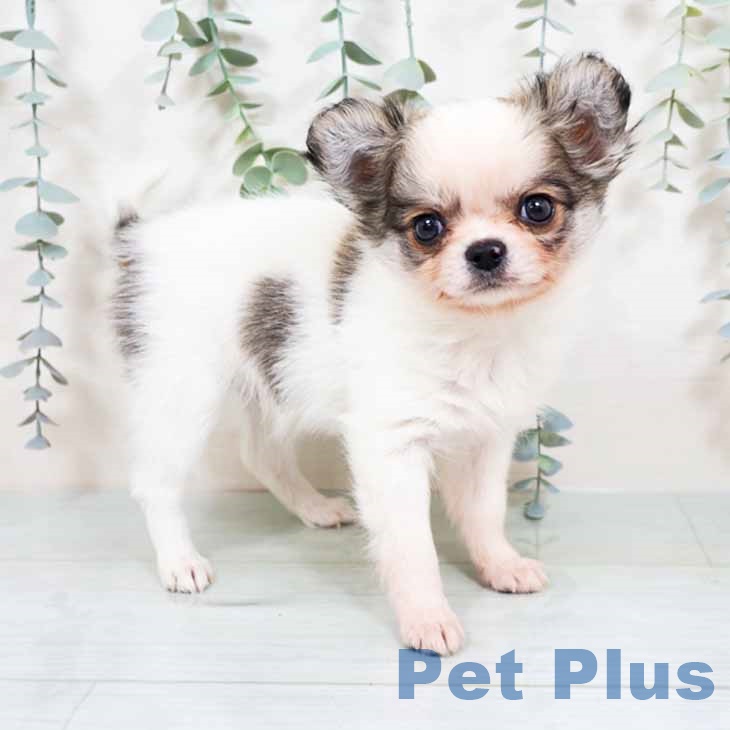 奈良県のチワワ(ロング) (ペットプラス 大和郡山店/2025年11月7日生まれ/男の子/ホワイトフォーン)の子犬の1枚目の画像