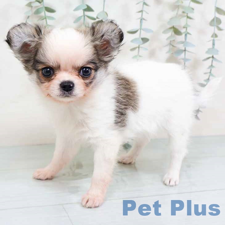 奈良県のチワワ(ロング) (ペットプラス 大和郡山店/2025年11月7日生まれ/男の子/ホワイトフォーン)の子犬の2枚目の画像