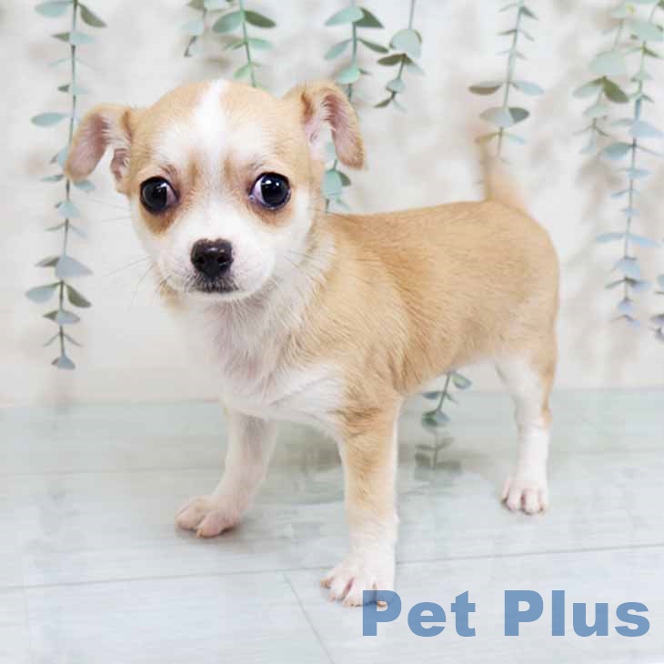 京都府のチワワ(ロング) (ペットプラス 久御山店/2025年11月6日生まれ/女の子/レッドホワイト)の子犬の1枚目の画像