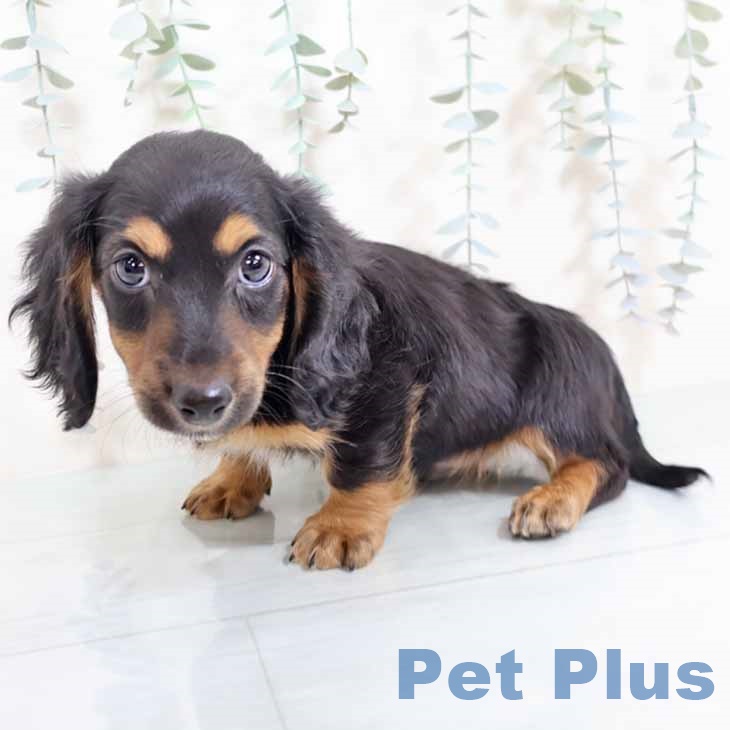 新潟県のミニチュアダックスフンド(ロング) (ペットプラス 新潟南店/2025年11月5日生まれ/男の子/ブラックタン)の子犬の1枚目の画像