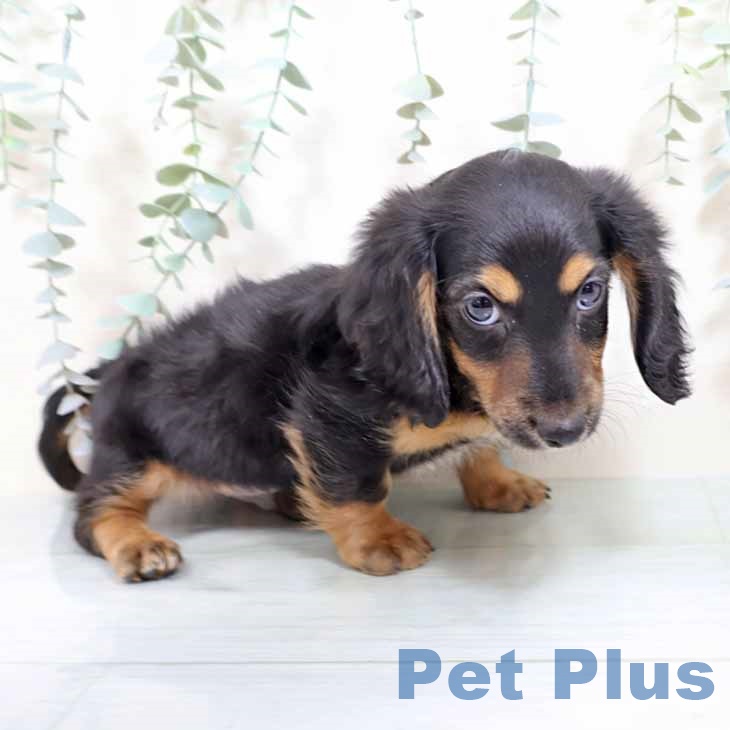 新潟県のミニチュアダックスフンド(ロング) (ペットプラス 新潟南店/2025年11月5日生まれ/男の子/ブラックタン)の子犬の2枚目の画像