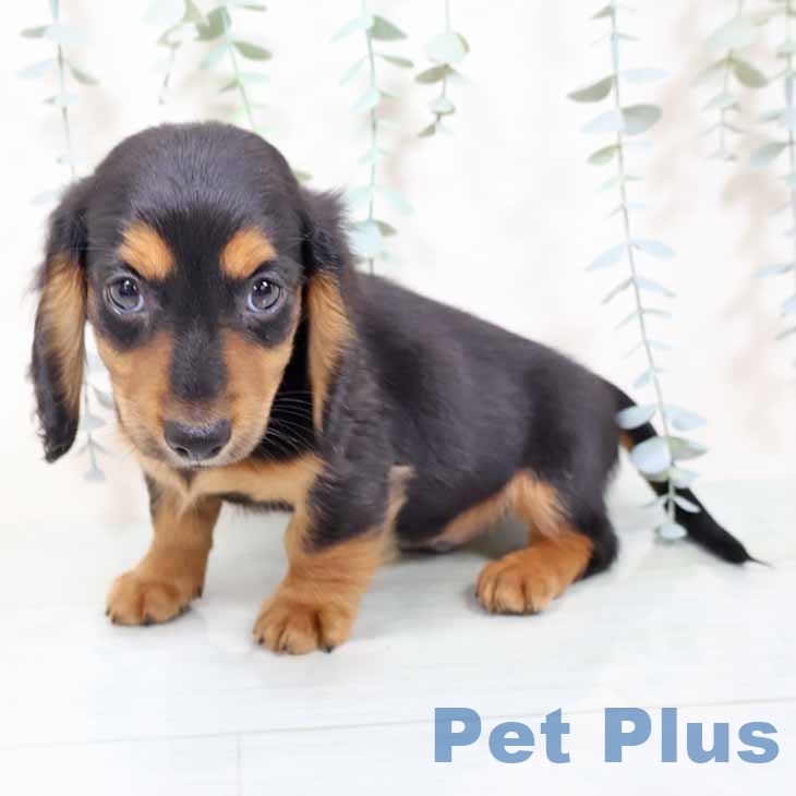 京都府のミニチュアダックスフンド(ロング) (ペットプラス 久御山店/2025年11月5日生まれ/男の子/ブラックタン)の子犬の1枚目の画像