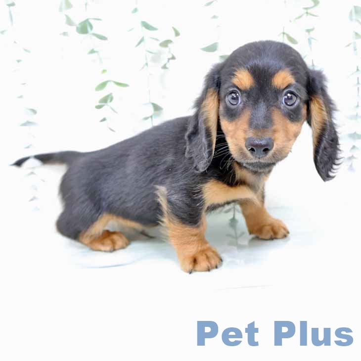 京都府のミニチュアダックスフンド(ロング) (ペットプラス 久御山店/2025年11月5日生まれ/男の子/ブラックタン)の子犬の2枚目の画像