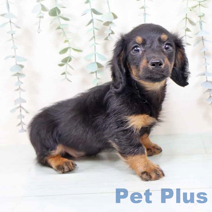 大阪府のミニチュアダックスフンド(ロング) (ペットプラス 松原店/2025年11月6日生まれ/男の子/ブラックタン)の子犬の1枚目の画像