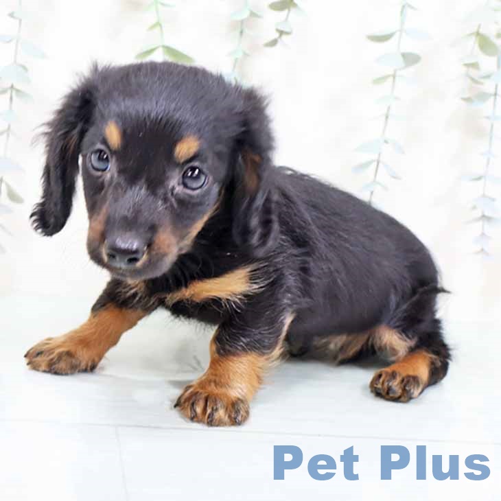 大阪府のミニチュアダックスフンド(ロング) (ペットプラス 松原店/2025年11月6日生まれ/男の子/ブラックタン)の子犬の2枚目の画像