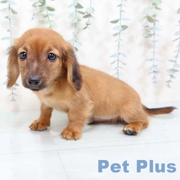 新潟県のミニチュアダックスフンド(ロング) (ペットプラス 新潟南店/2025年11月6日生まれ/男の子/レッド)の子犬の1枚目の画像