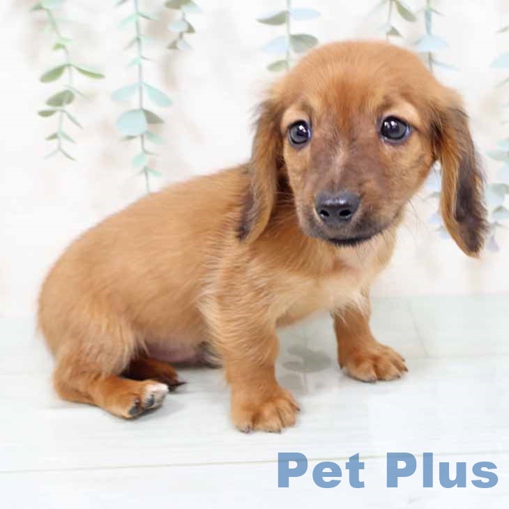 新潟県のミニチュアダックスフンド(ロング) (ペットプラス 新潟南店/2025年11月6日生まれ/男の子/レッド)の子犬の2枚目の画像