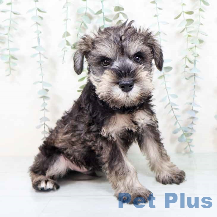 大阪府のミニチュアシュナウザー (ペットプラス 松原店/2025年11月5日生まれ/男の子/ソルトペッパー)の子犬の1枚目の画像