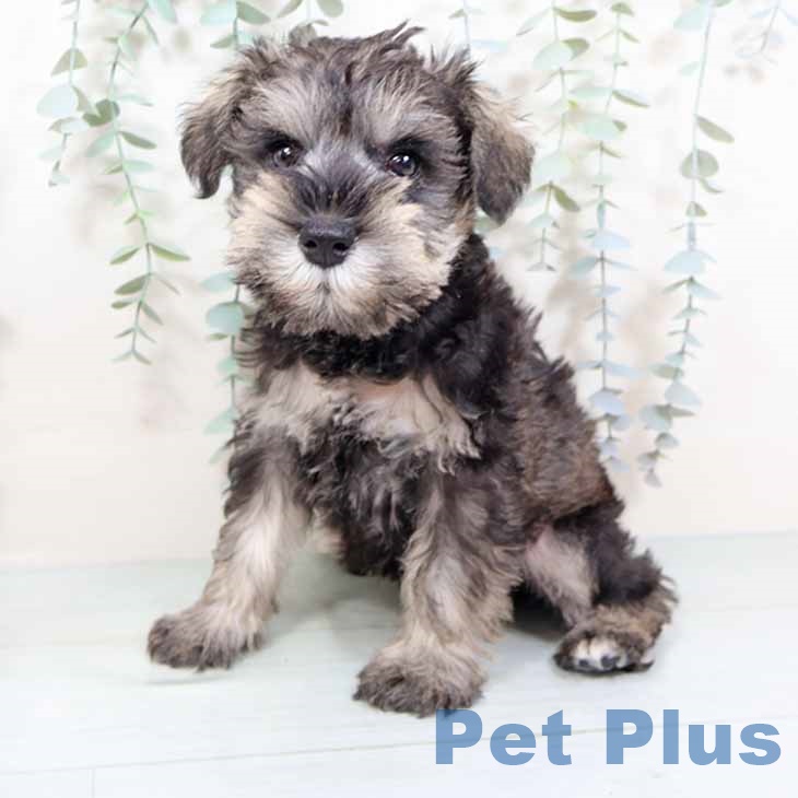 大阪府のミニチュアシュナウザー (ペットプラス 松原店/2025年11月5日生まれ/男の子/ソルトペッパー)の子犬の2枚目の画像