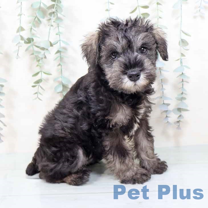 大阪府のミニチュアシュナウザー (ペットプラス りんくう泉南店/2025年11月5日生まれ/男の子/ソルトペッパー)の子犬の1枚目の画像