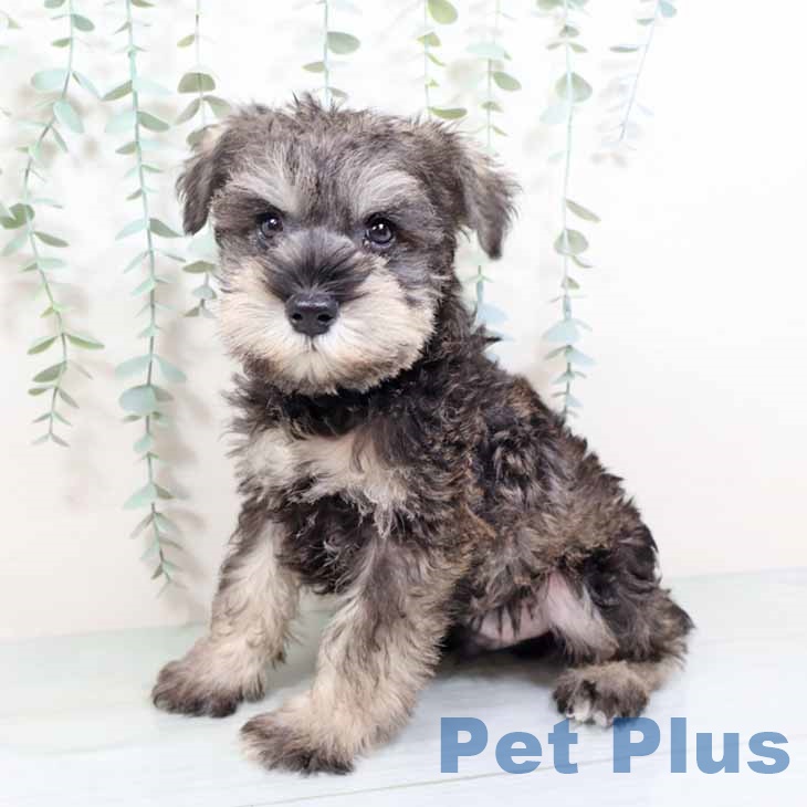 大阪府のミニチュアシュナウザー (ペットプラス ららぽーと和泉店/2025年11月5日生まれ/男の子/ソルトペッパー)の子犬の1枚目の画像