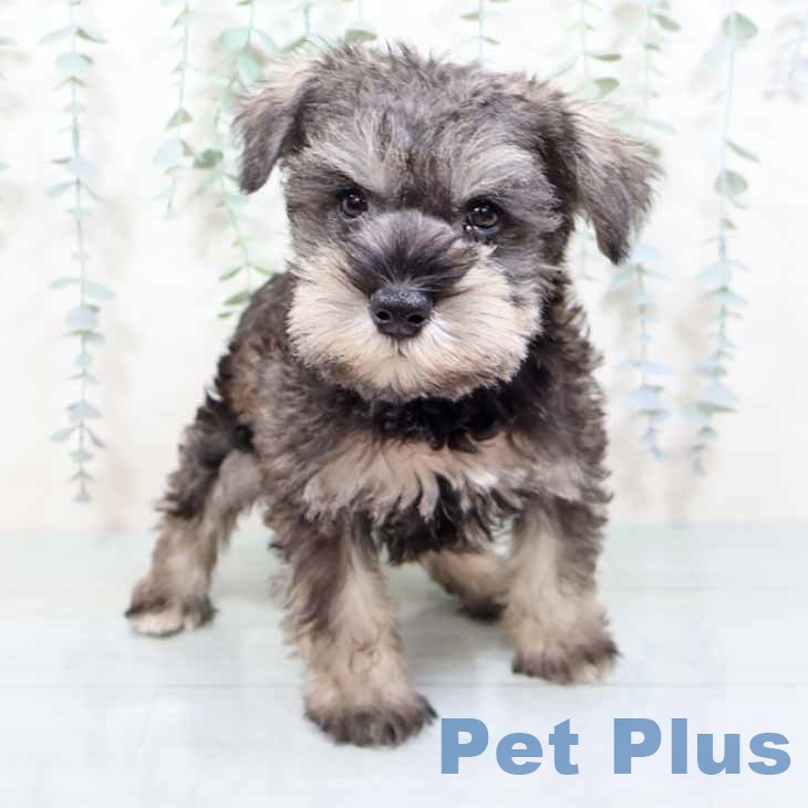 大阪府のミニチュアシュナウザー (ペットプラス ららぽーと和泉店/2025年11月5日生まれ/男の子/ソルトペッパー)の子犬の2枚目の画像