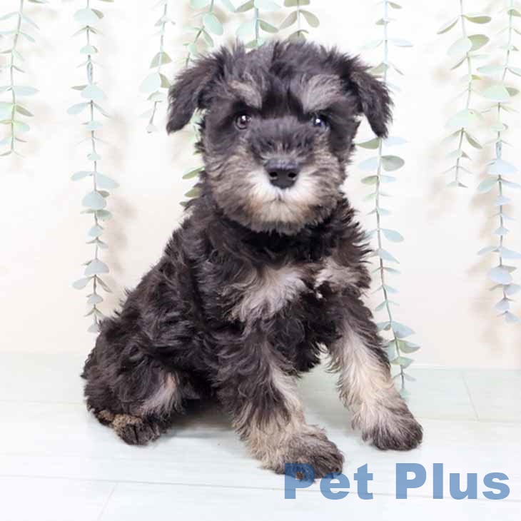 新潟県のミニチュアシュナウザー (ペットプラス 新潟南店/2025年11月5日生まれ/女の子/ブラックシルバー)の子犬の1枚目の画像