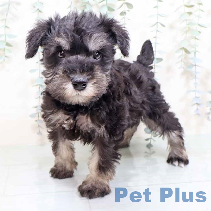 新潟県のミニチュアシュナウザー (ペットプラス 新潟南店/2025年11月5日生まれ/女の子/ブラックシルバー)の子犬の2枚目の画像